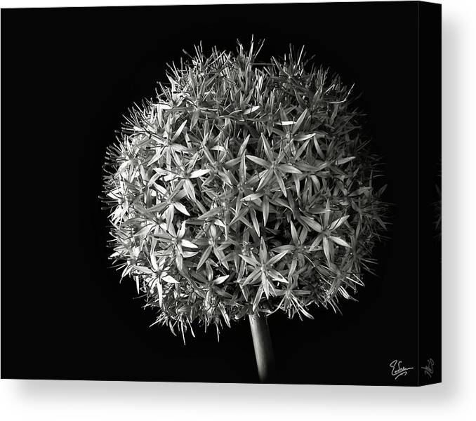 Flower Canvas Print featuring the photograph Allium in Black and White by Endre Balogh