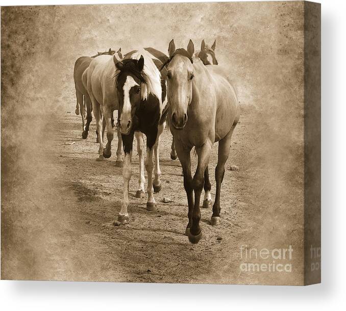 American Quarter Horse Canvas Print featuring the photograph American Quarter Horse Herd in Sepia by Betty LaRue