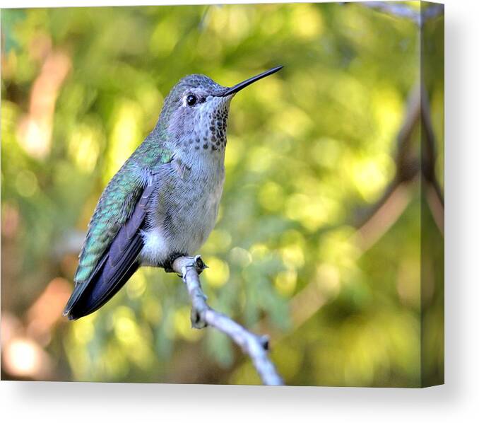 Bird Canvas Print featuring the photograph Anna's Hummingbird by Kathy King