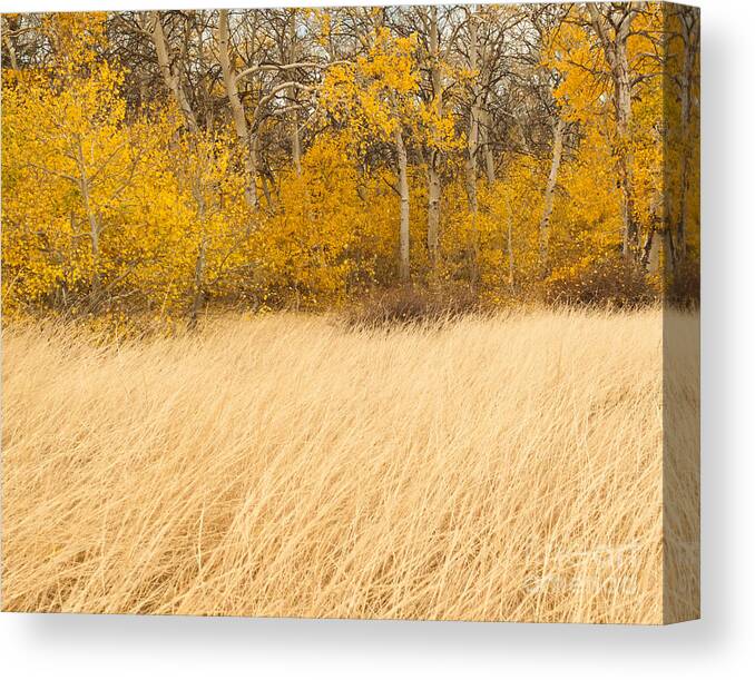 Aspen Trees Canvas Print featuring the photograph Aspen and Grass by L J Oakes