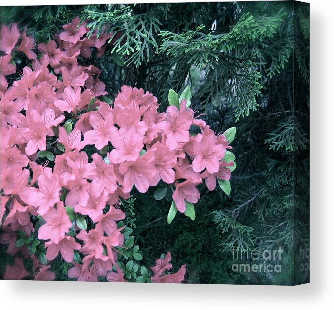 Azaleas Canvas Print featuring the photograph Azaleas and Evergreens by Nancy Patterson