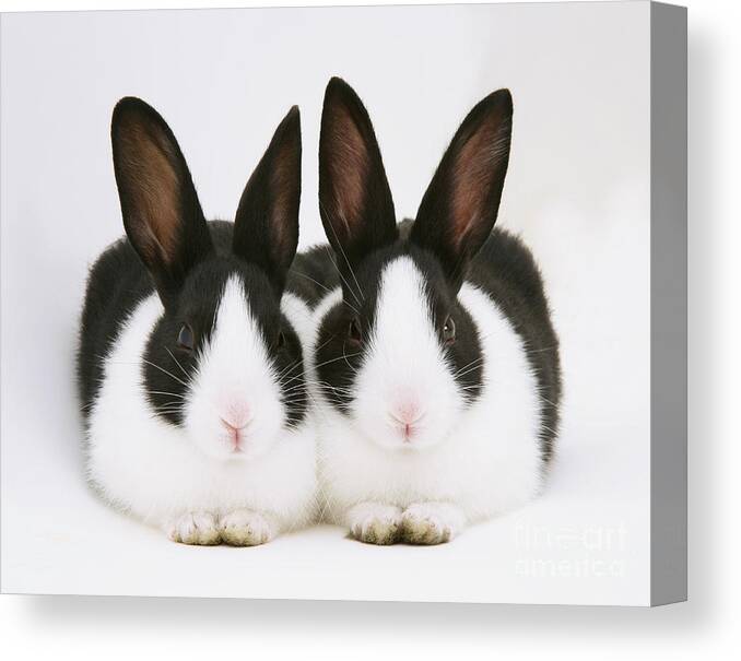 Black-and-white Dutch Rabbit Canvas Print featuring the photograph Baby Black-and-white Dutch Rabbits by Jane Burton