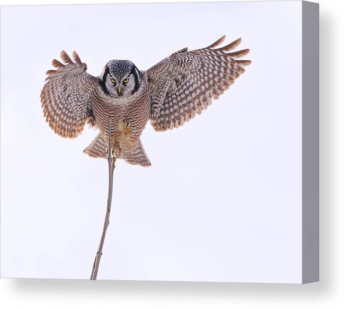 Northern Hawk-owl Canvas Print featuring the photograph Balance by Tony Beck