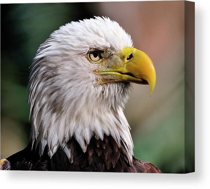Bald Canvas Print featuring the photograph Bald Eagle by Bill Dodsworth