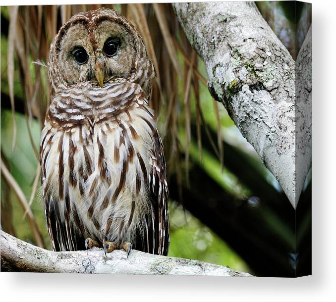 Captured Photo Along The St Johns River Canvas Print featuring the photograph Barred Owl by Bill Dodsworth