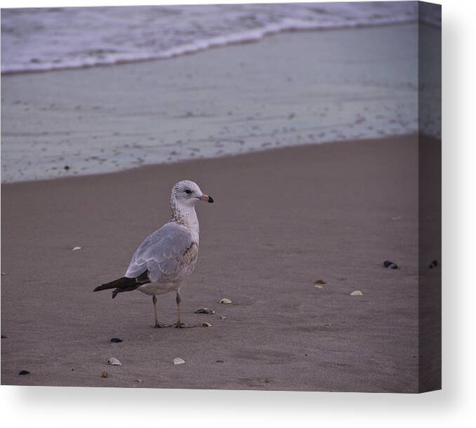Gull Canvas Print featuring the photograph Beach Patrol by Roger Wedegis