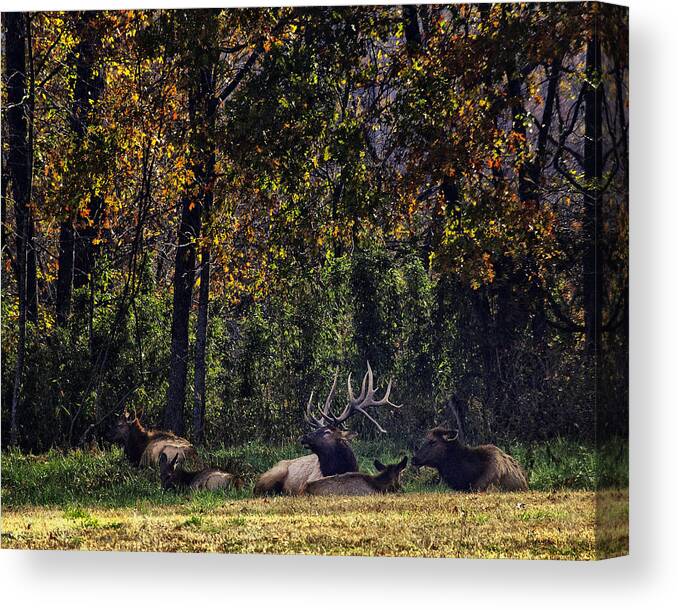 Bull Elk Canvas Print featuring the photograph Bedding Down by Michael Dougherty