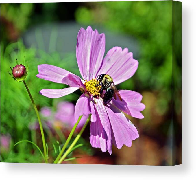 Insect Canvas Print featuring the photograph Bee on Flower by Susan Leggett