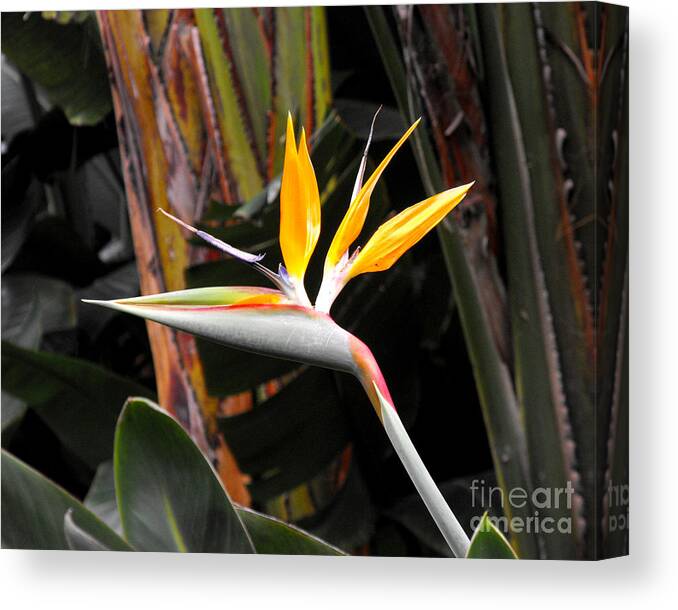 Bird Of Paradise Canvas Print featuring the photograph Bird of Paradise by Rebecca Margraf