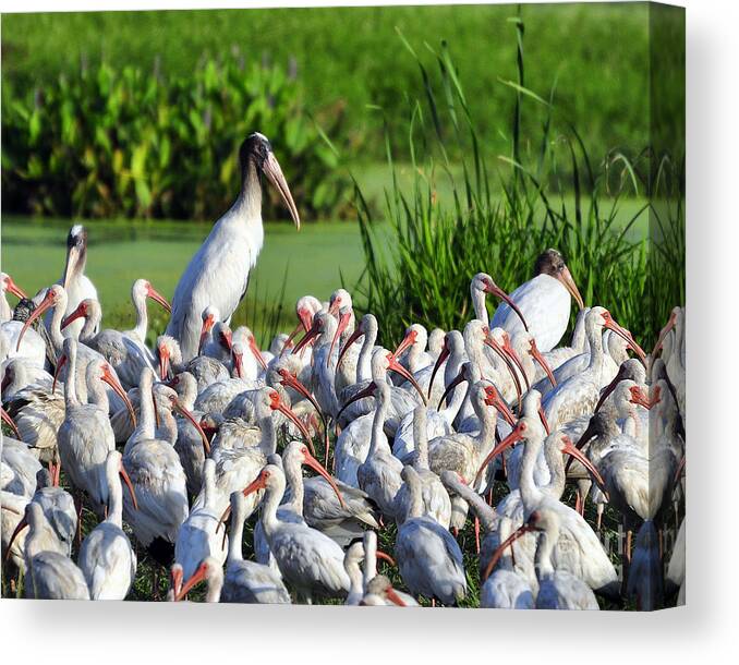 Ibis Canvas Print featuring the photograph Birds of a Feather by Al Powell Photography USA