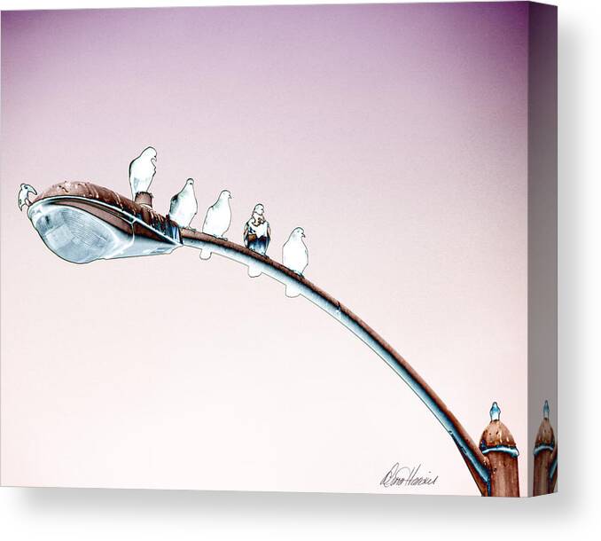 Birds Canvas Print featuring the photograph Birds on a Streetlight by Diana Haronis