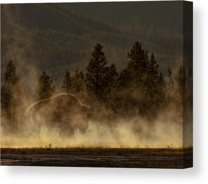 Bison Canvas Print featuring the photograph Bison In The Mist by Ray Kent