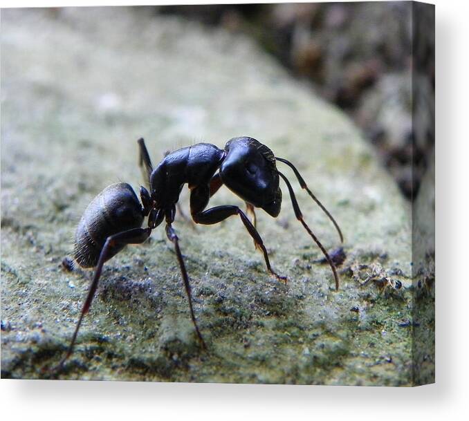 Ant Canvas Print featuring the photograph Black ant 2 by Chad and Stacey Hall