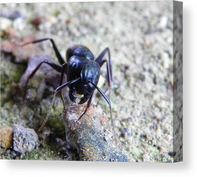 Ant Canvas Print featuring the photograph Black Ant by Chad and Stacey Hall