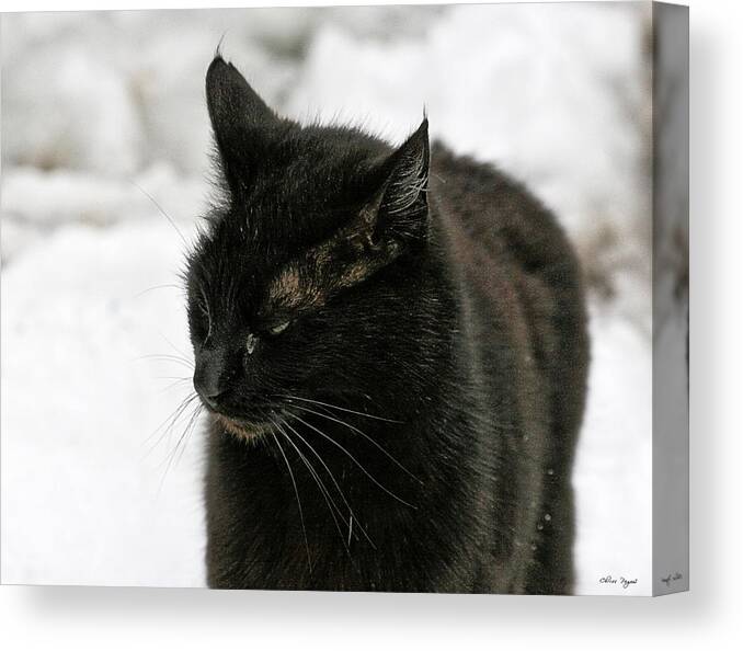 Photo Canvas Print featuring the photograph Black Cat White Snow by Chriss Pagani