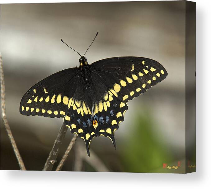 Insect Canvas Print featuring the photograph Black Swallowtail DIN103 by Gerry Gantt