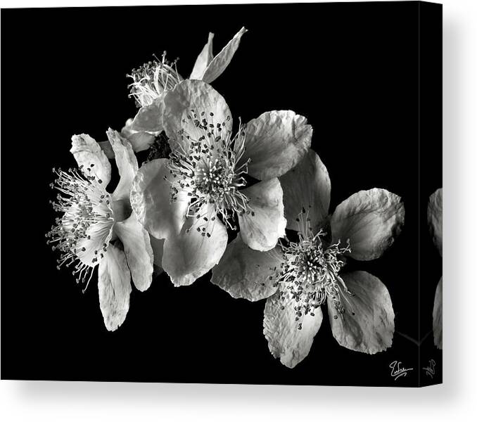 Flower Canvas Print featuring the photograph Blackberry Flowers in Black and White by Endre Balogh