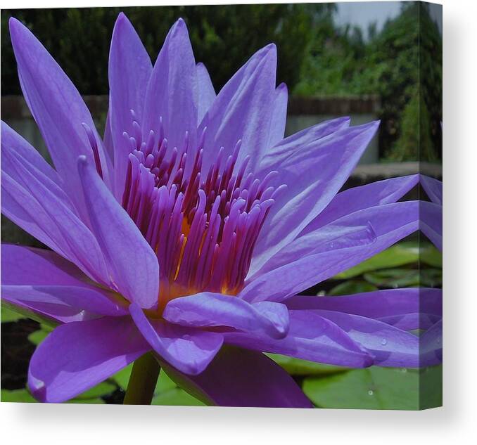 Lotus Canvas Print featuring the photograph Blue and Purple Lotus Flower by Chad and Stacey Hall