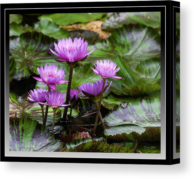 Water Canvas Print featuring the photograph Blue Tropical Water Lilies by Farol Tomson