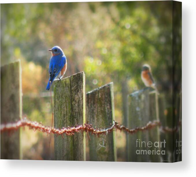 Wildlife Canvas Print featuring the photograph Bluebirds on a Fence by Deborah Smith