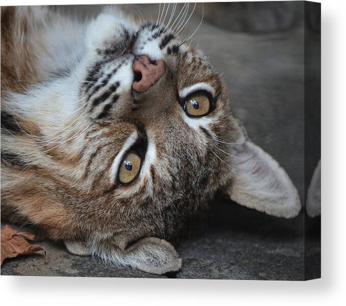 Wild Animal Canvas Print featuring the photograph Bobcat Smile by Maggy Marsh