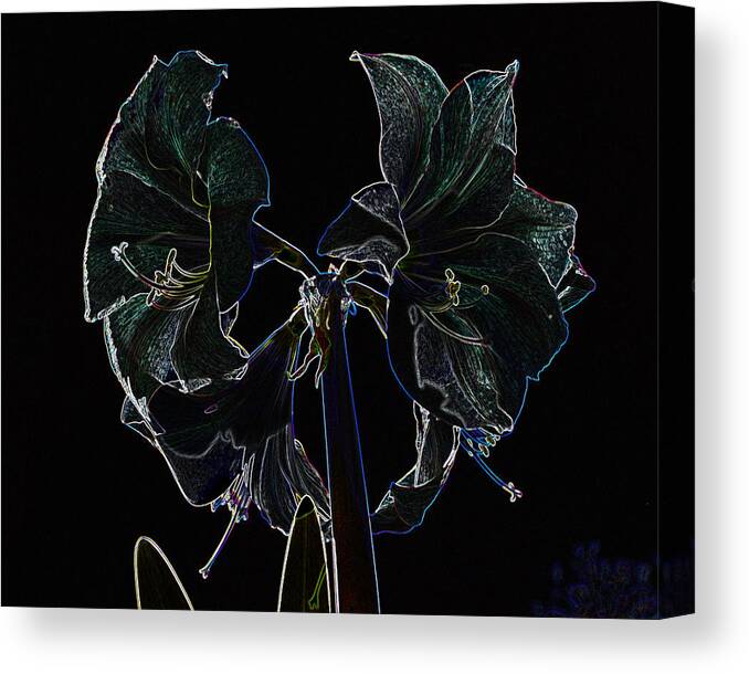 Amaryllis Canvas Print featuring the photograph Bold Amaryllis by Barry Doherty