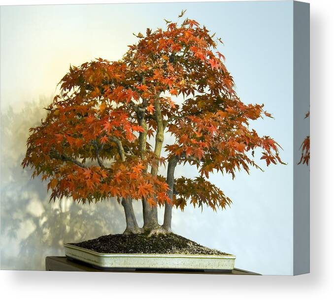 Maple Canvas Print featuring the photograph Bonsai Maple by Frances Miller