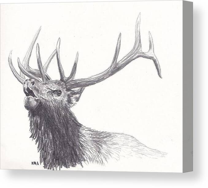 Bull Elk Canvas Print Canvas Art By Nicole Grattan