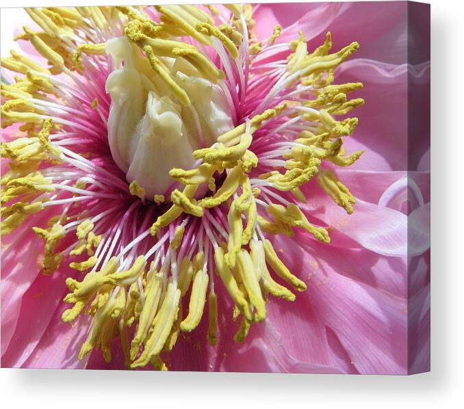 Peony Canvas Print featuring the photograph Bursting With Attractors by Kim Galluzzo