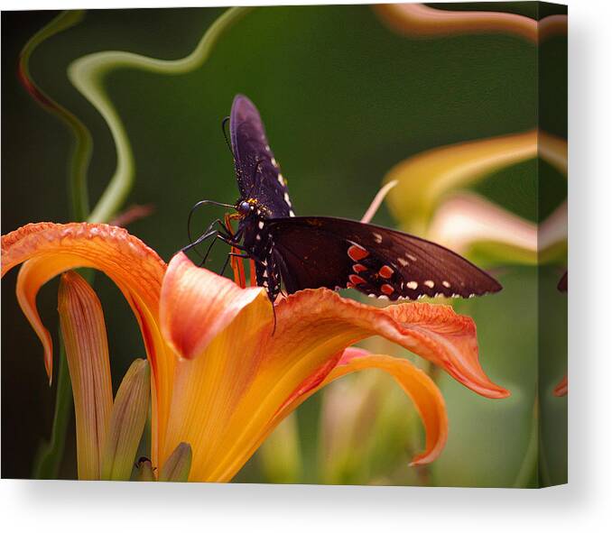 Nspirational Canvas Print featuring the photograph Butterflies Are Free... by Arthur Miller