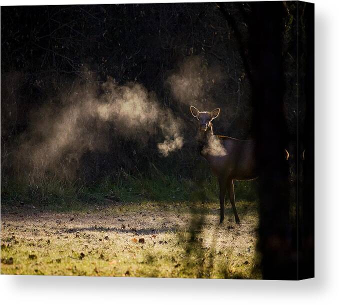 Elk Canvas Print featuring the photograph Calf Elk with Steaming Breath at Lost Valley by Michael Dougherty