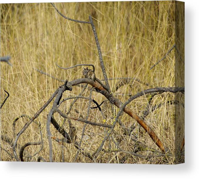 Chipmunks Canvas Print featuring the photograph Chipmunk in the Sun by Ben Upham III