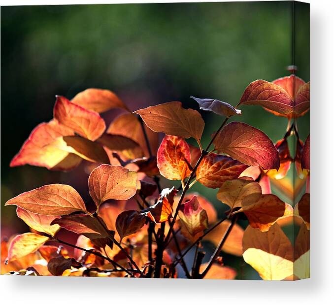 Leaves Canvas Print featuring the photograph Cinnamon Autumn by Martin Morehead