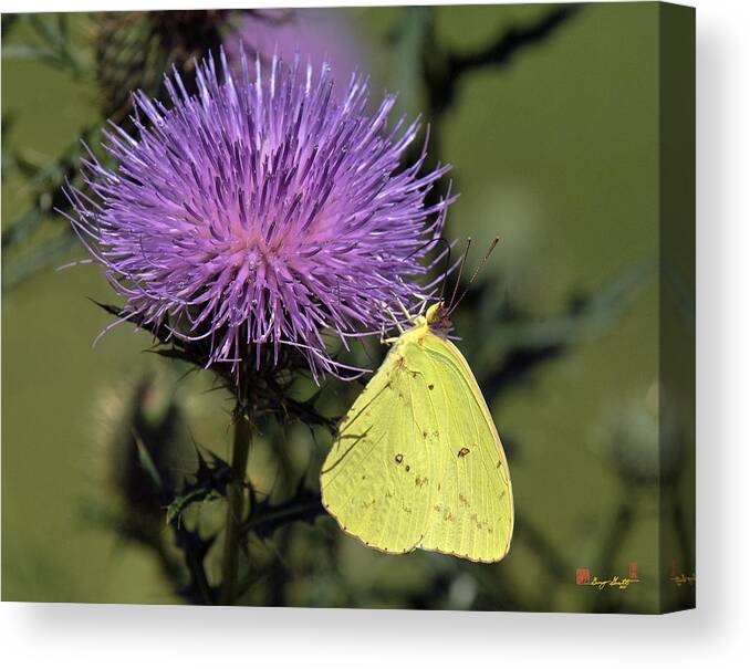 Marsh Canvas Print featuring the photograph Cloudless Sulphur Butterfly DIN159 by Gerry Gantt