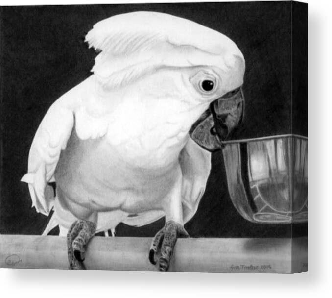 Bird Canvas Print featuring the drawing Cockatoo by Ana Tirolese