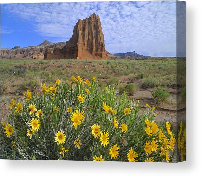00175971 Canvas Print featuring the photograph Common Sunflower Cluster And Temple by Tim Fitzharris