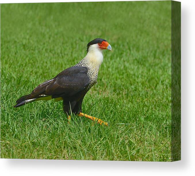 Northern Crested Caracara Canvas Print featuring the photograph Crested Caracara by Tony Beck