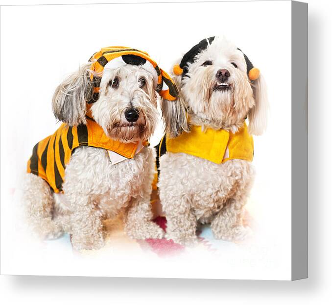 Dogs Canvas Print featuring the photograph Cute dogs in Halloween costumes by Elena Elisseeva