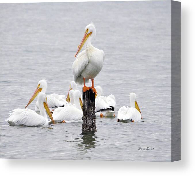 White Pelicans Canvas Print featuring the photograph Cute feet by Maria Nesbit