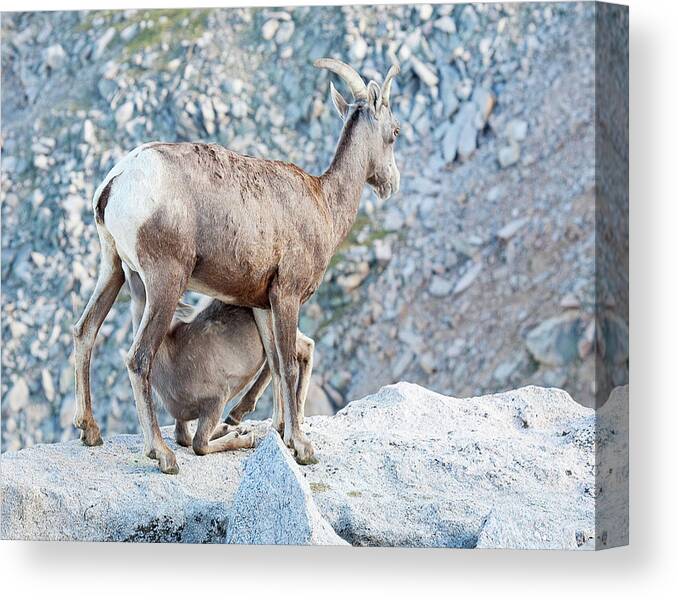 Bighorn Sheep Canvas Print featuring the photograph Dining at the Hard Rock Cafe by Jim Garrison