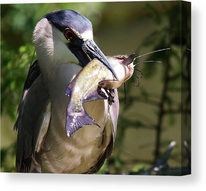 Black Crowned Night Heron Canvas Print featuring the photograph Dinner by Paulette Thomas