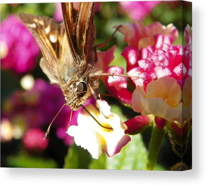 Bug Canvas Print featuring the photograph Dinner Time by Chad and Stacey Hall