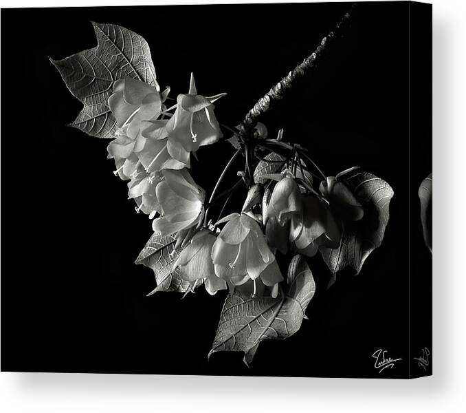 Flower Canvas Print featuring the photograph Dombeya in Black and White by Endre Balogh
