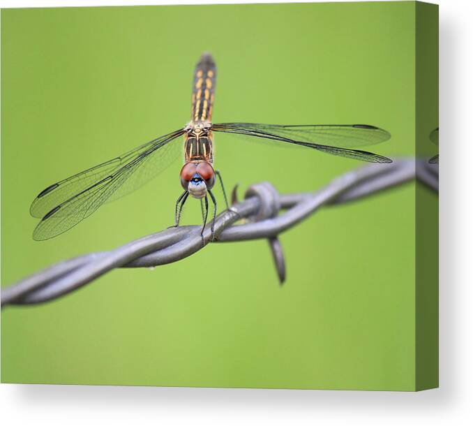 Dragonfly Canvas Print featuring the photograph Dragonfly on Barbed Wire by Penny Meyers