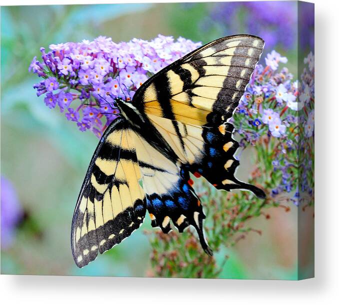 Butterfly Canvas Print featuring the photograph Eastern Tiger Swallowtail On Butterfly Bush by Craig Leaper