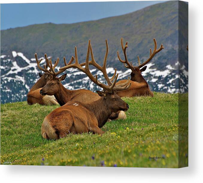 Elk Canvas Print featuring the photograph Elk on the Tundra by Stephen Johnson