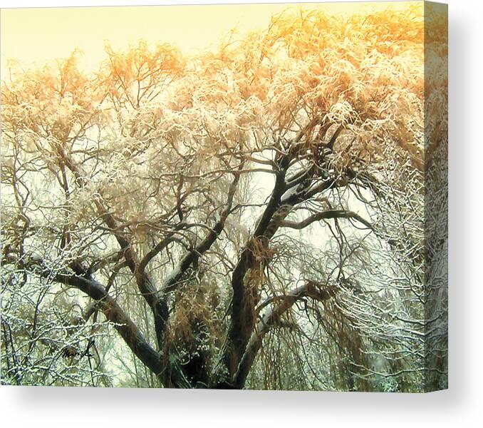 Weeping Canvas Print featuring the photograph Enchanted Forest 13 by The Art of Marsha Charlebois
