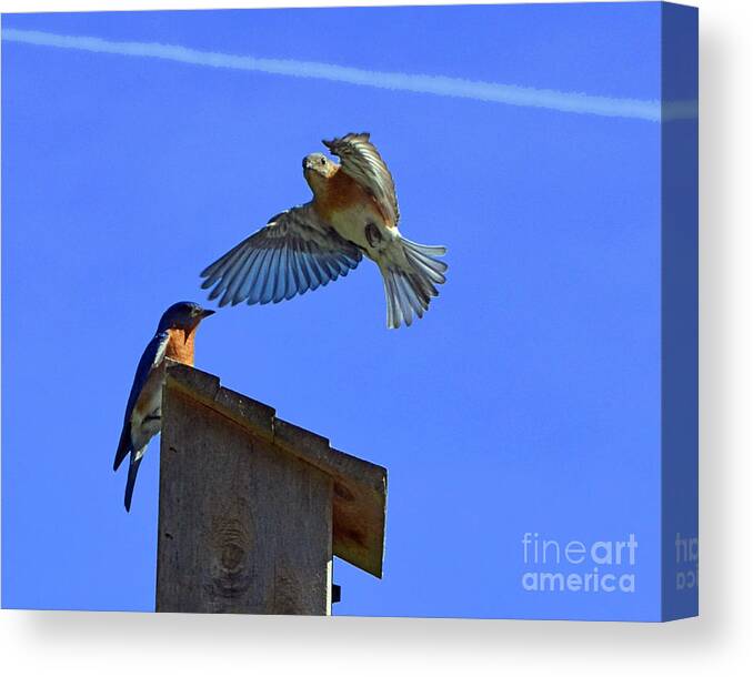 Color Photography Canvas Print featuring the photograph Eastern Bluebird Mates by Sue Stefanowicz