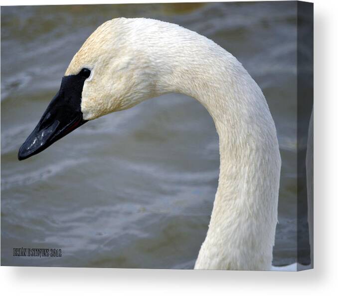 Swans Canvas Print featuring the photograph Extreme close up by Brian Stevens