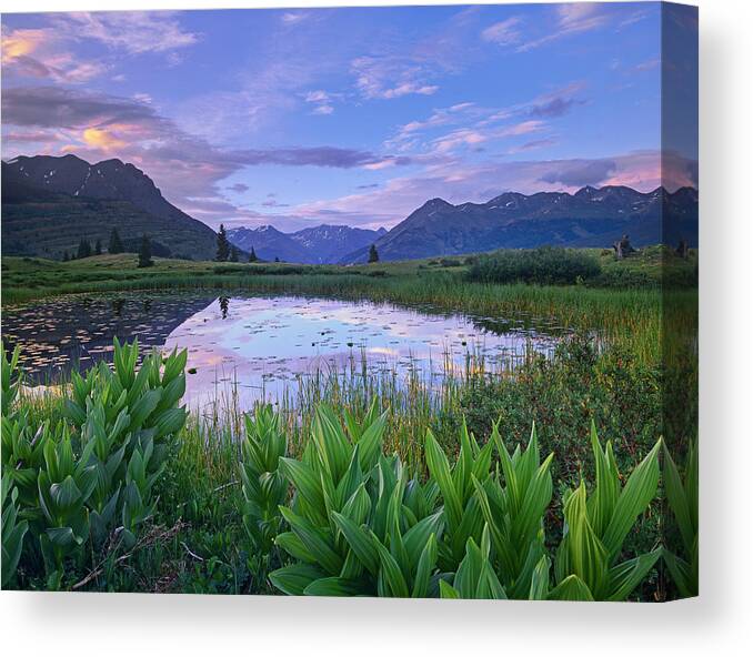 00175792 Canvas Print featuring the photograph False Hellebore Surrounded Pond by Tim Fitzharris